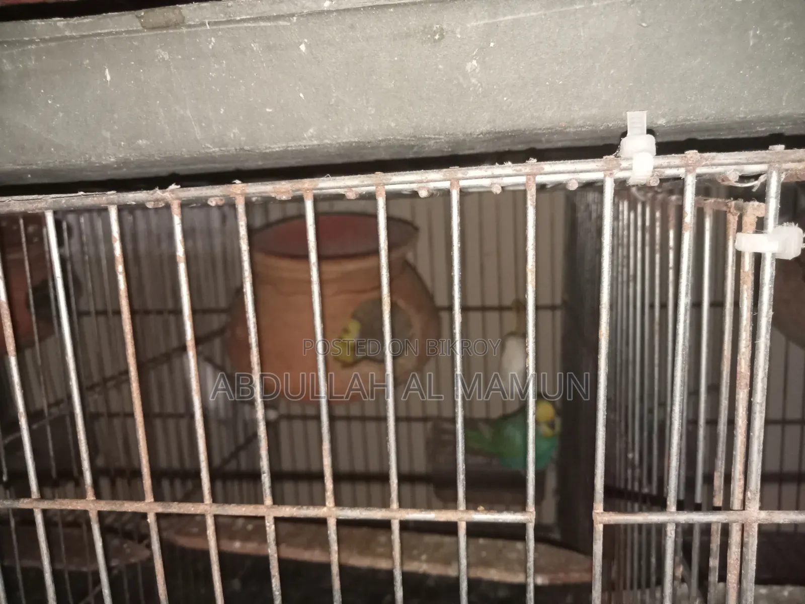 Birds for Sale