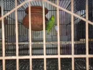 Birds for Sale