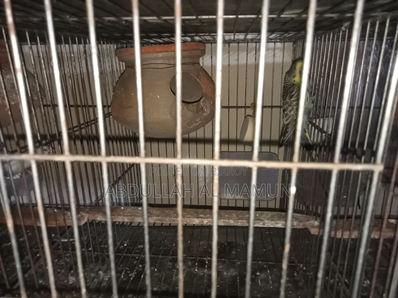 Birds for Sale