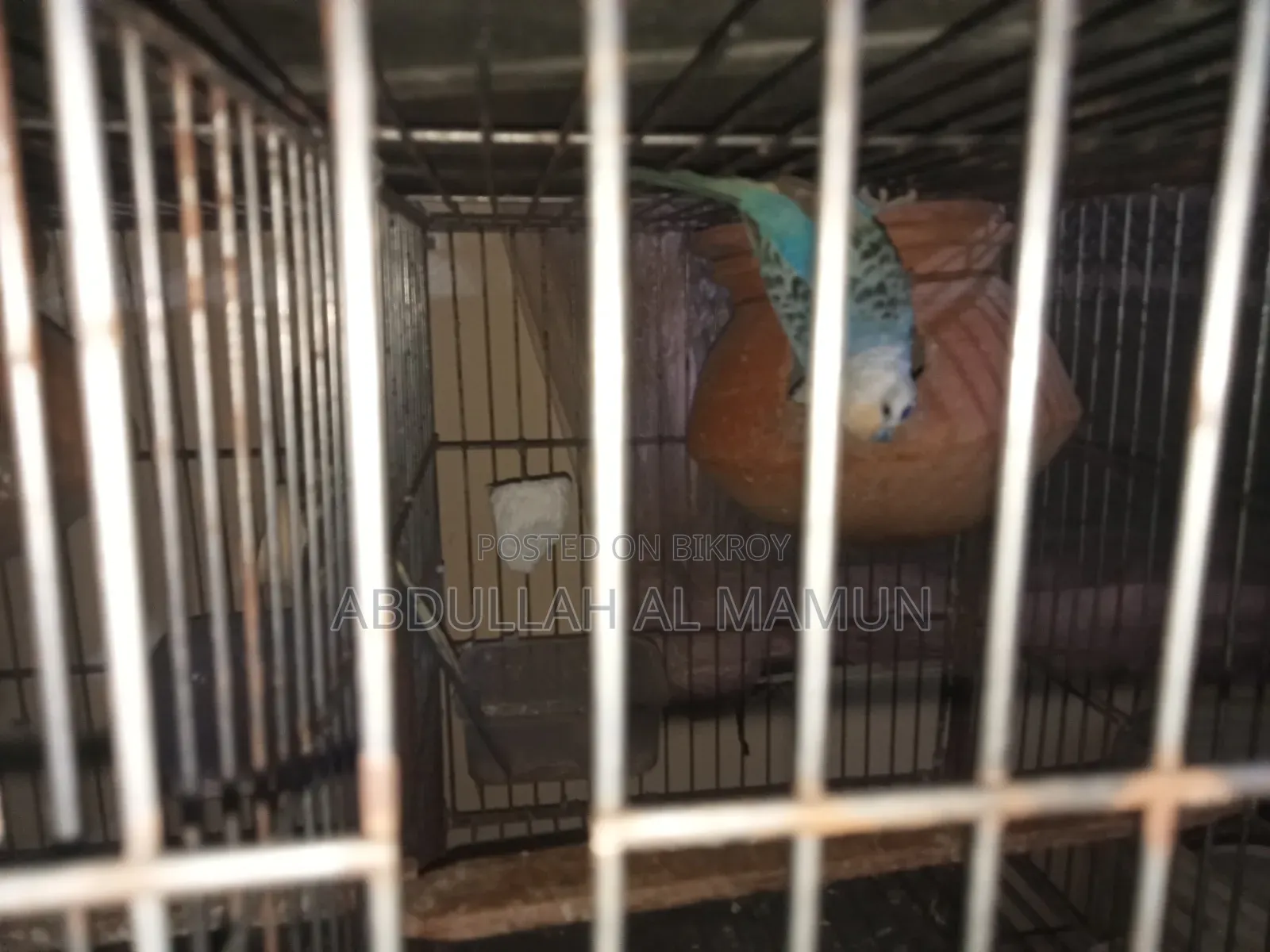 Birds for Sale