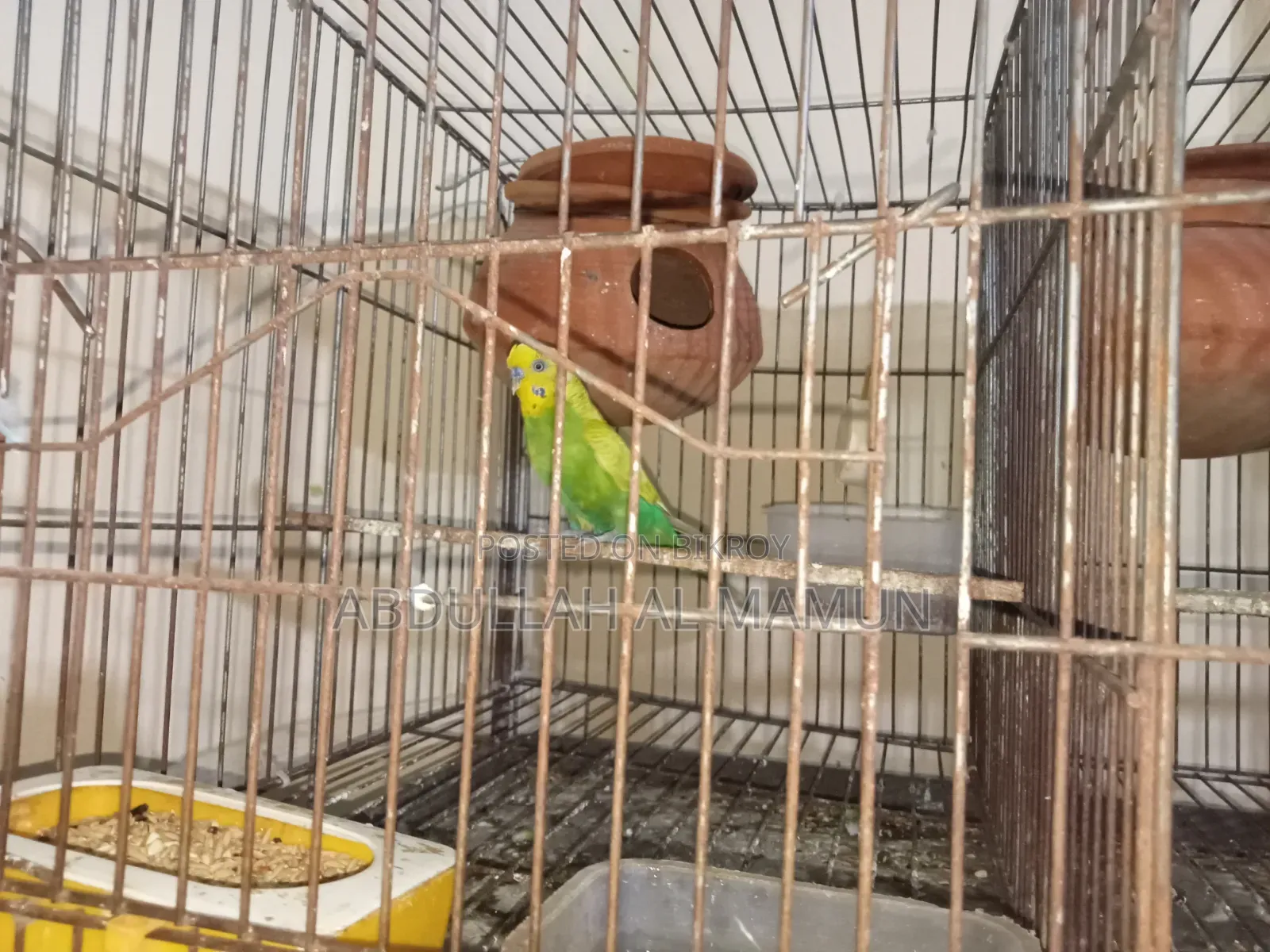 Birds for Sale