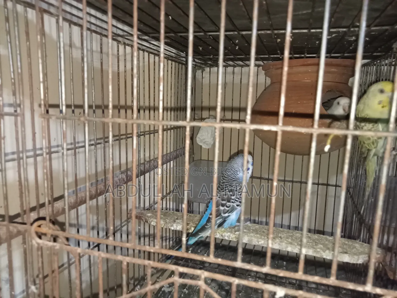Birds for Sale