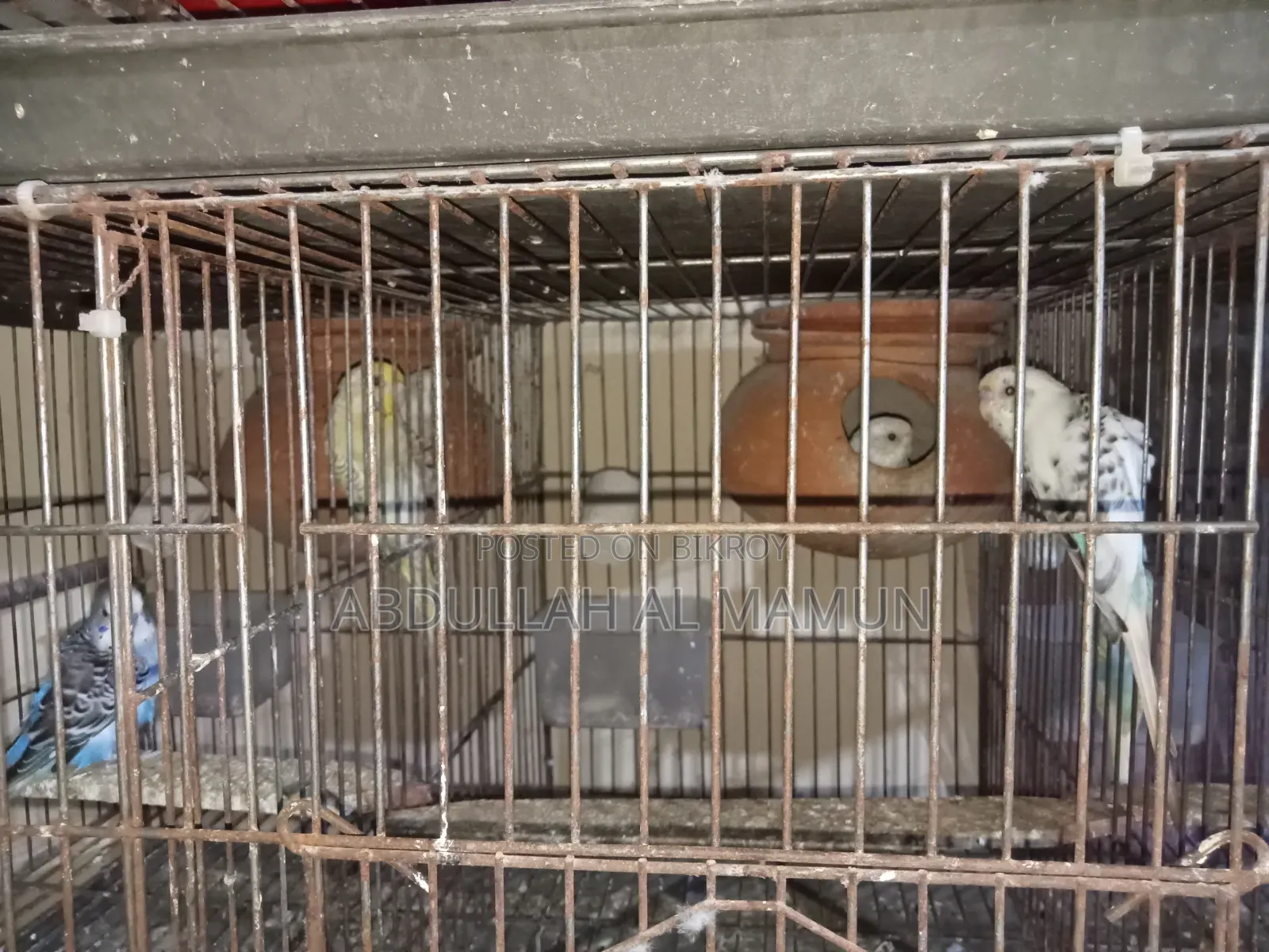 Birds for Sale