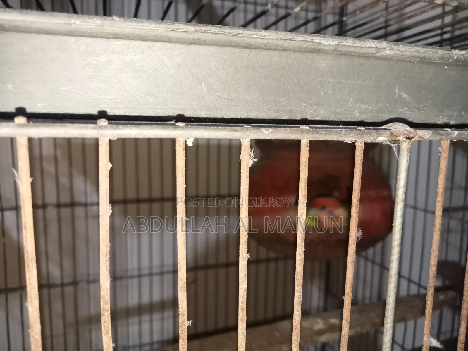 Birds for Sale