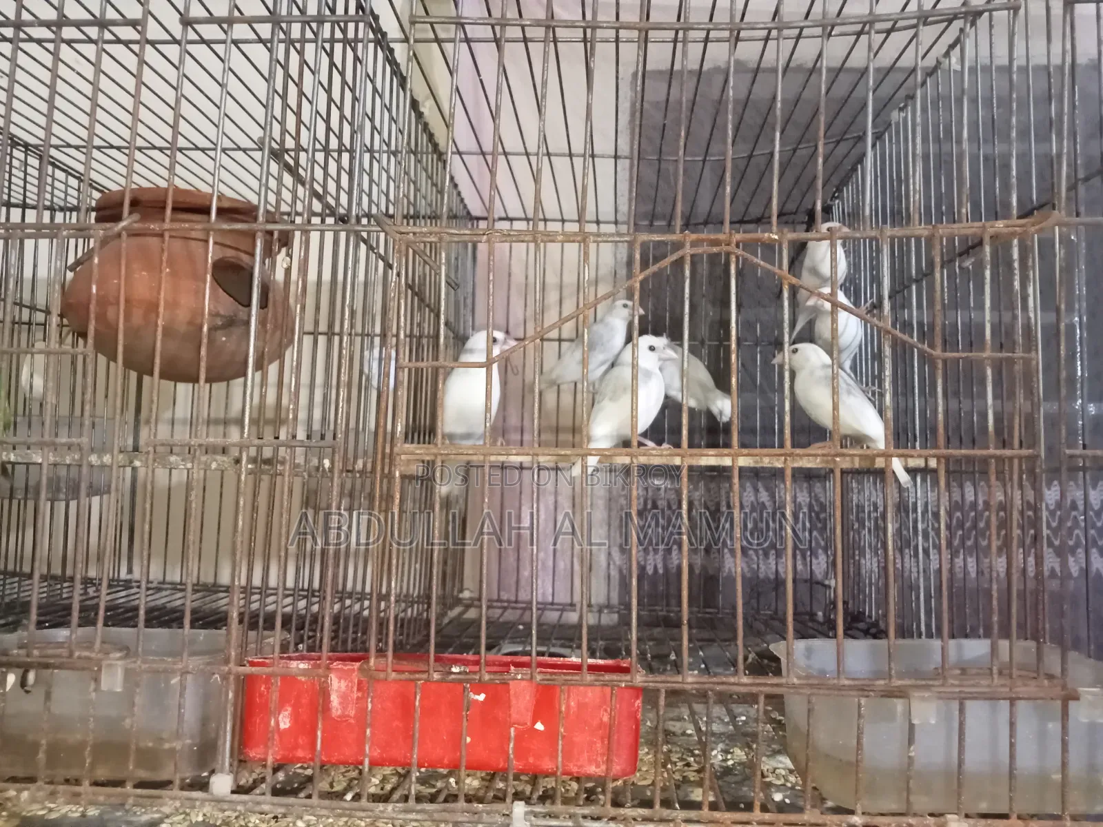 Birds for Sale