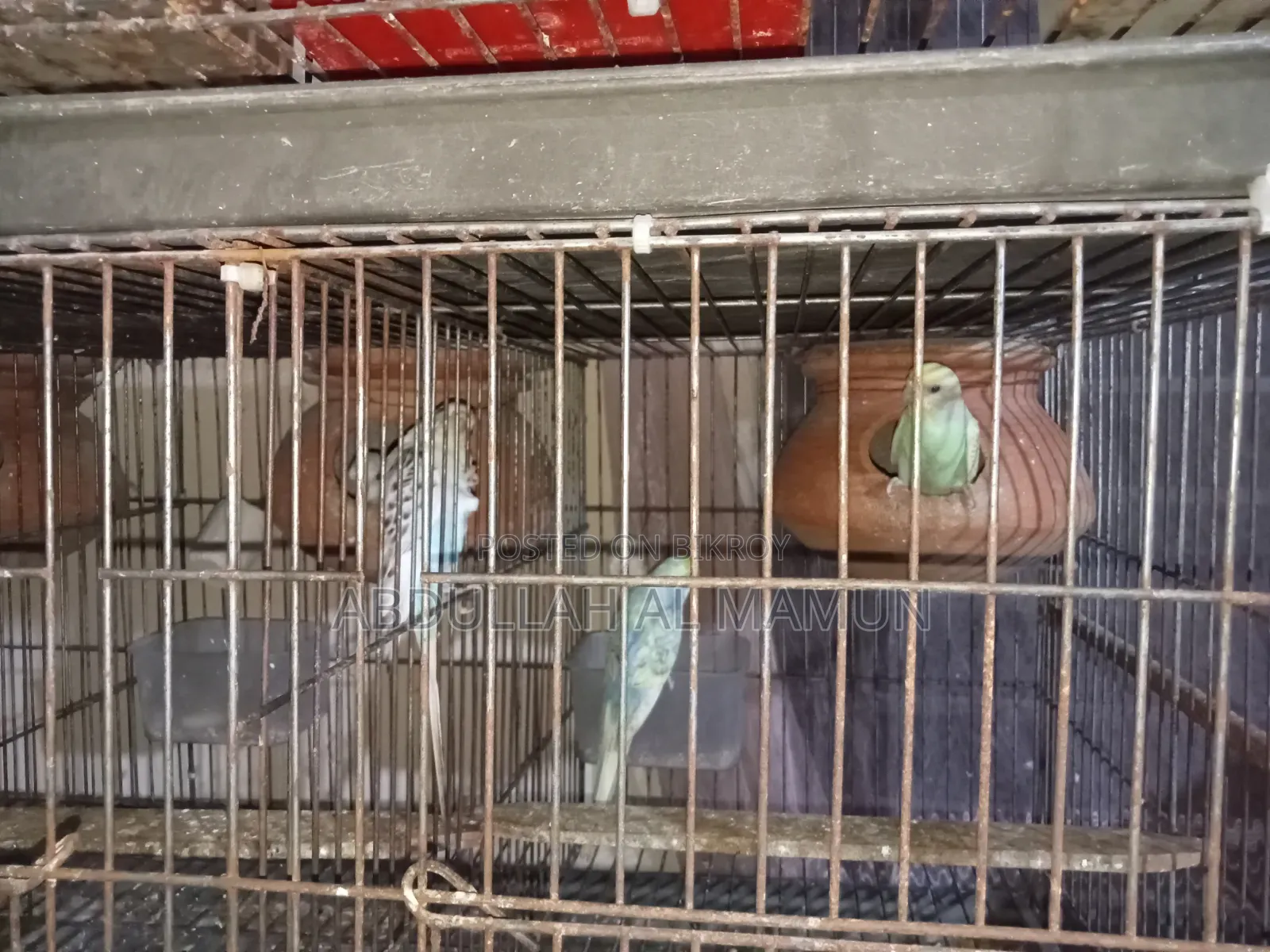 Birds for Sale