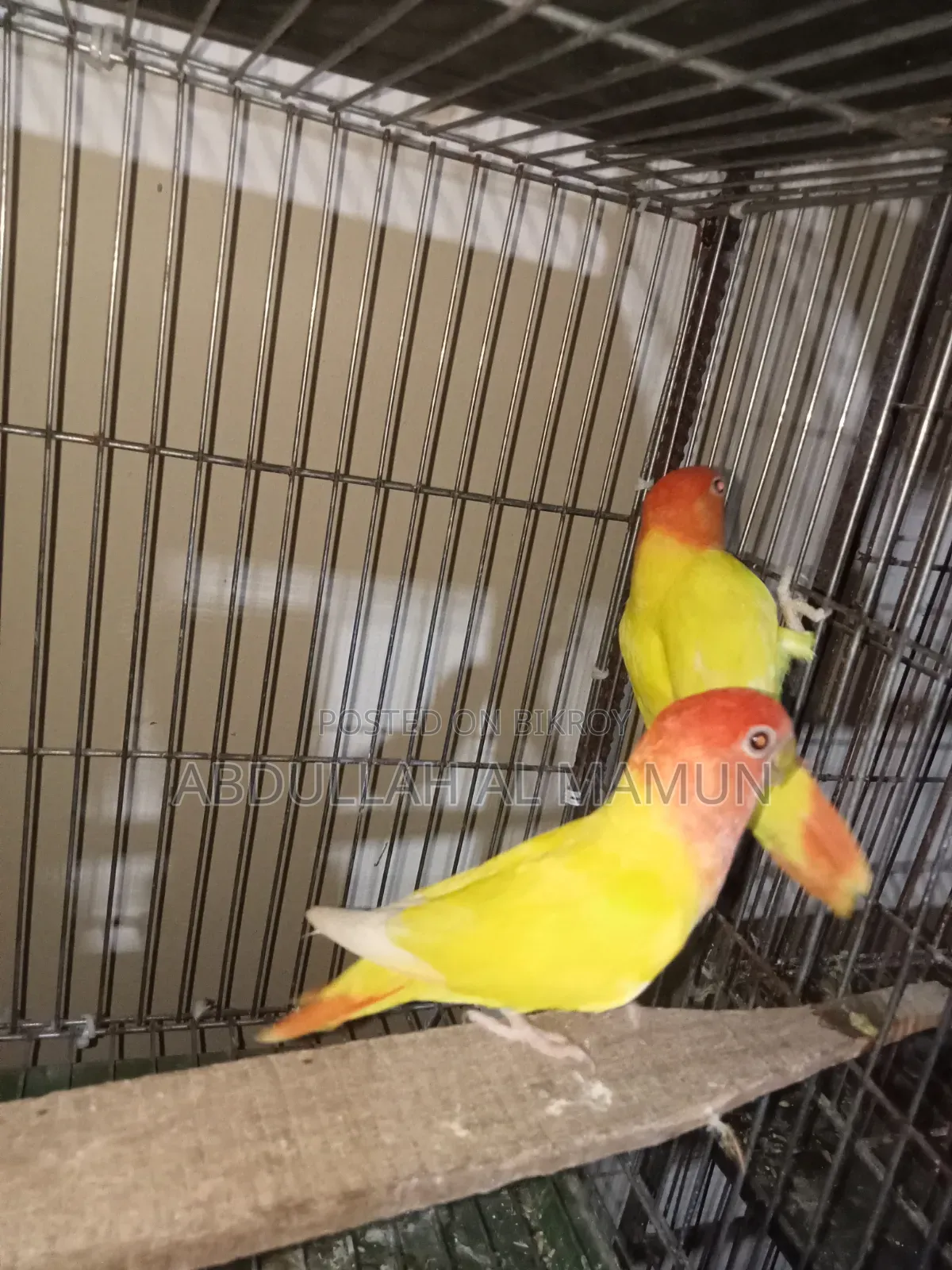 Birds for Sale