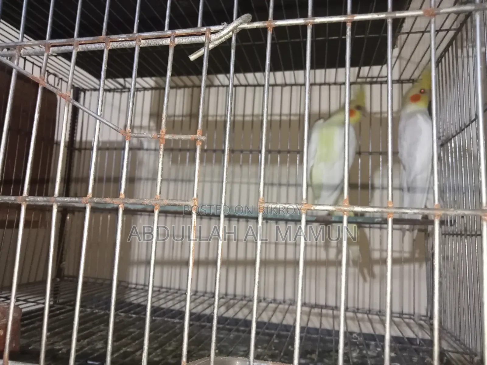 Birds for Sale