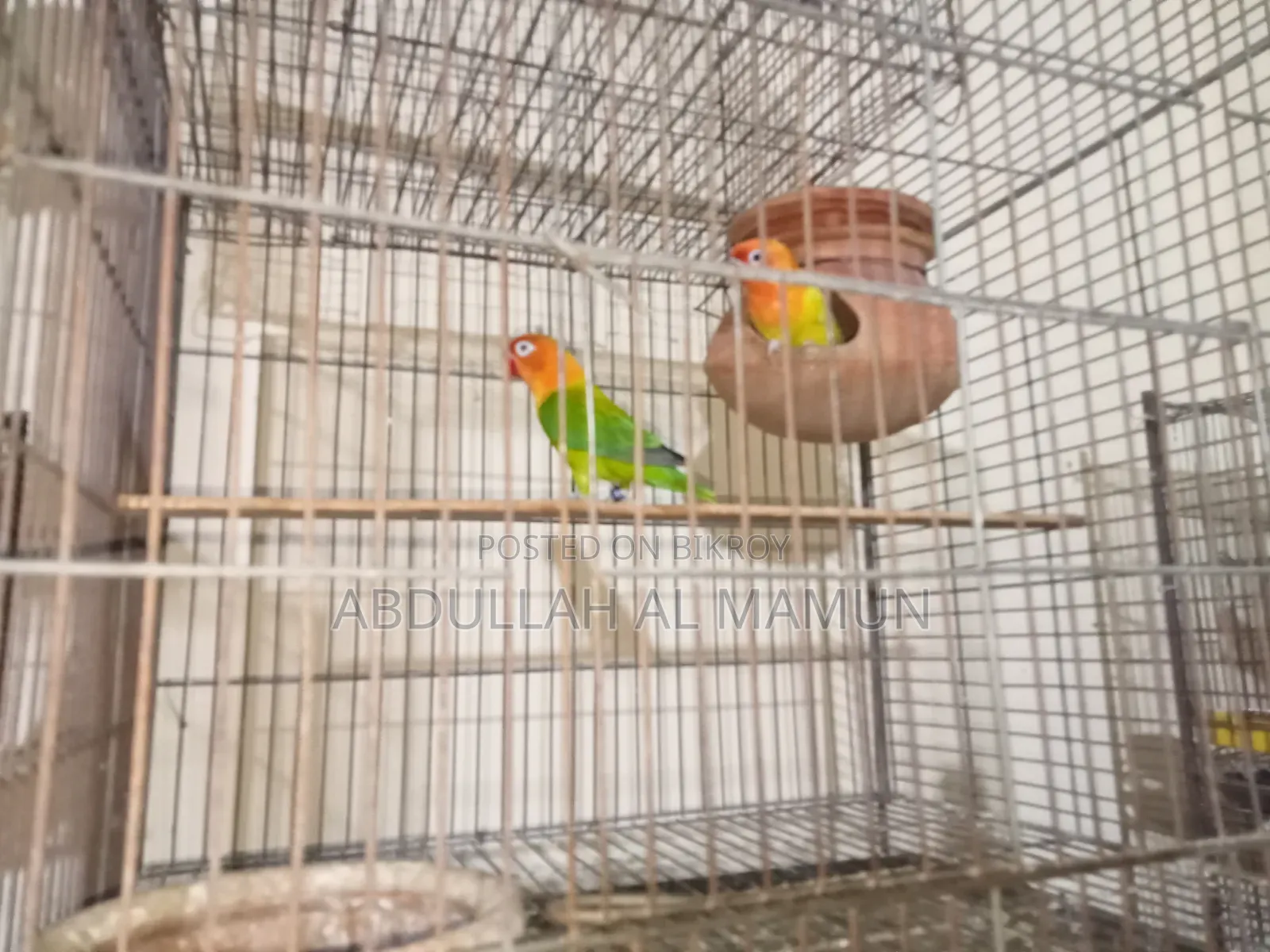 Birds for Sale