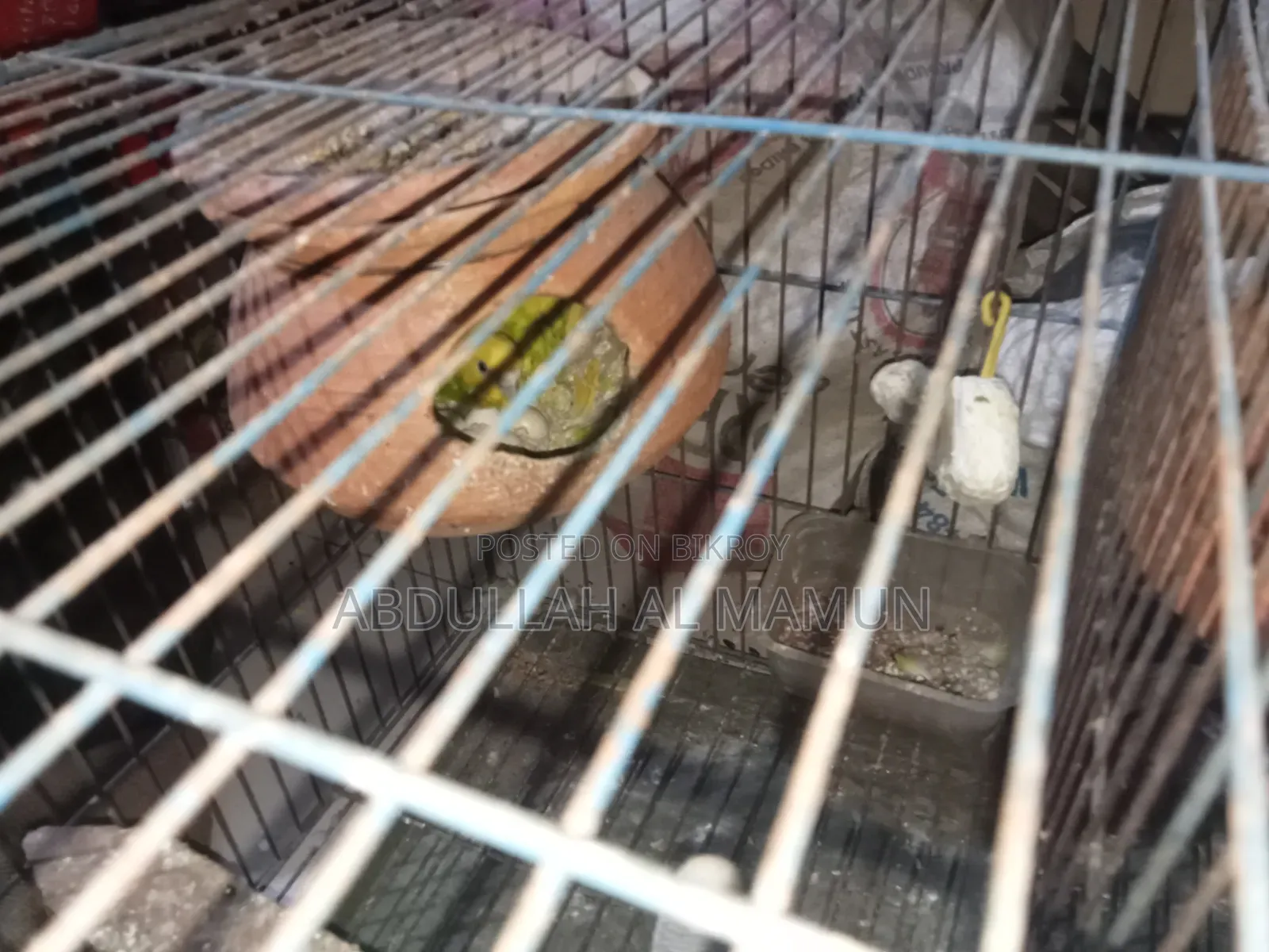 Birds for Sale