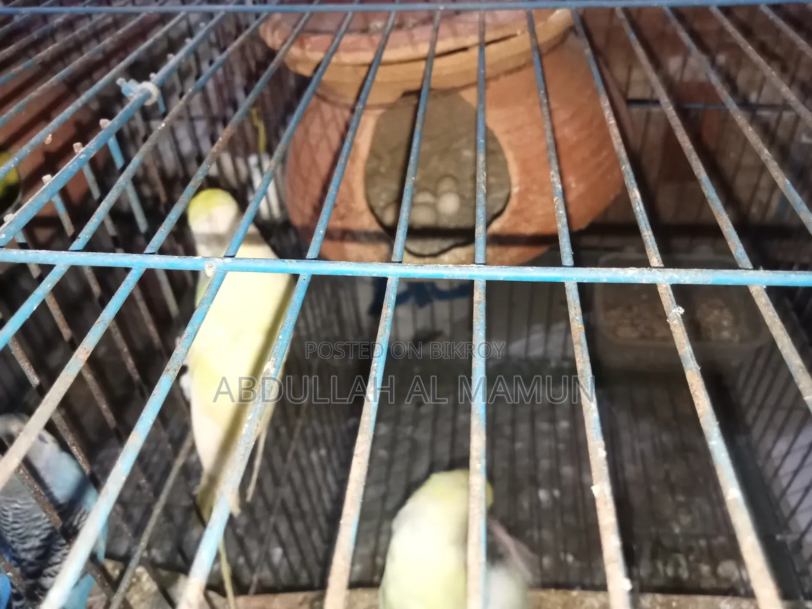 Birds for Sale