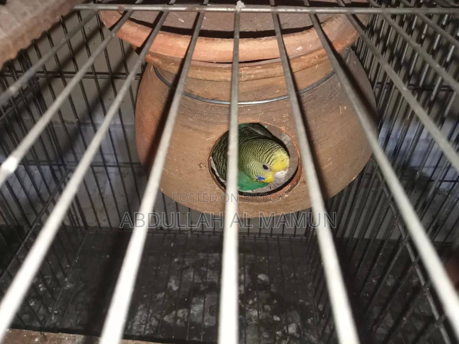 Birds for Sale