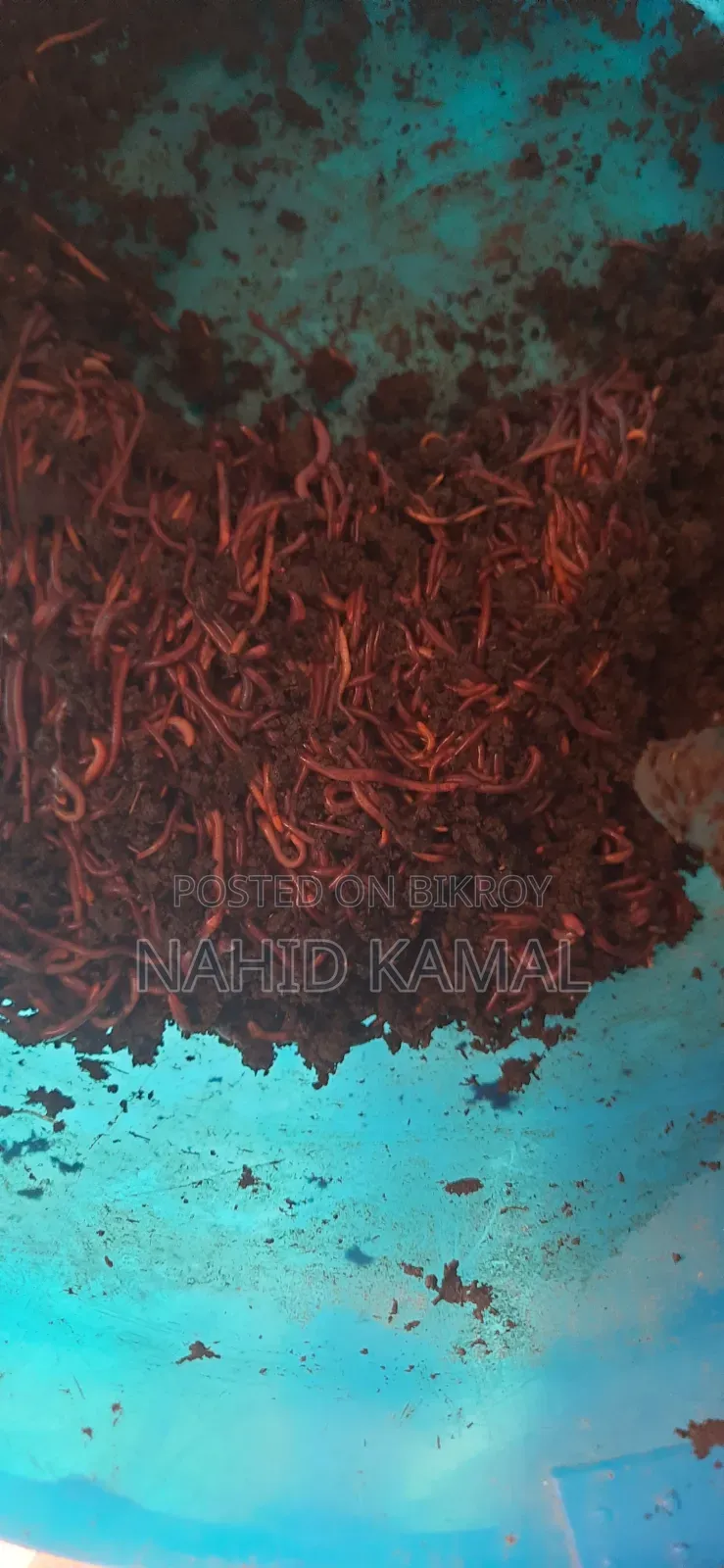 মৌসুমী ভার্মি কম্পোস্ট জৈব সার
