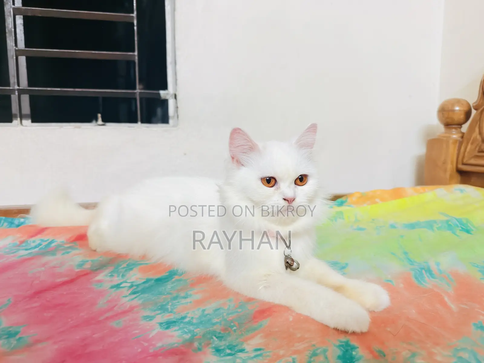 1+ year Female Purebred Persian Cat