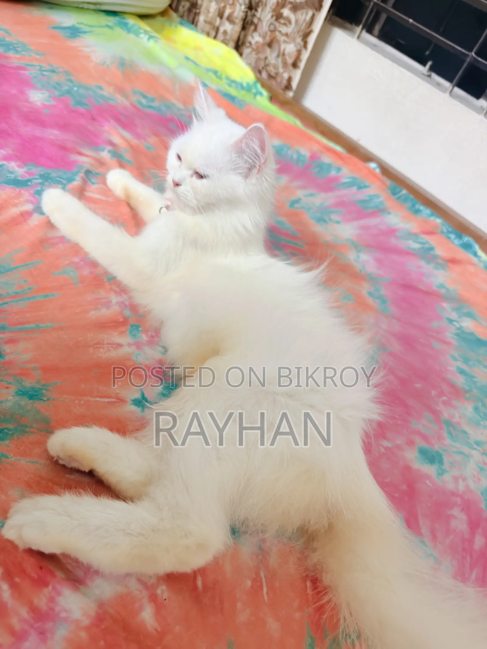 1+ year Female Purebred Persian Cat