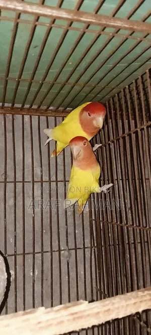 পুরো রানিং পেয়ার ডিম বাচ্চা করা নিলে কন্টাক্ট করুন