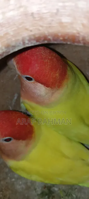 পুরো রানিং পেয়ার ডিম বাচ্চা করা নিলে কন্টাক্ট করুন