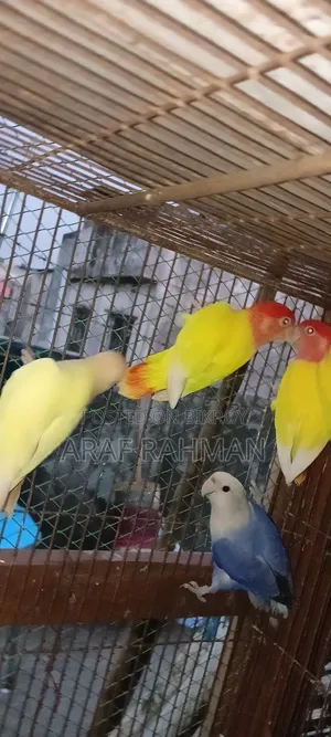পুরো রানিং পেয়ার ডিম বাচ্চা করা নিলে কন্টাক্ট করুন