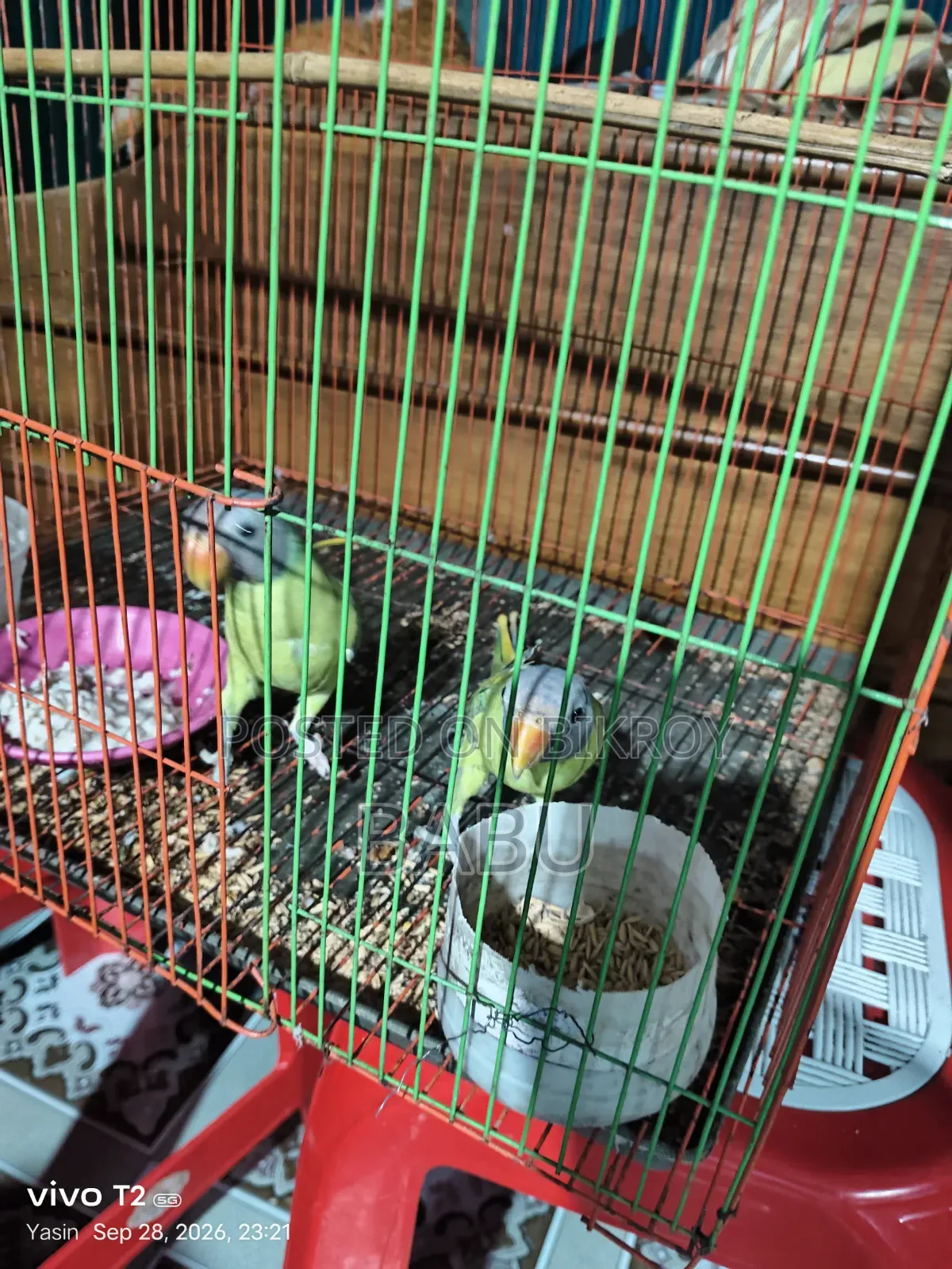 ১ জোরা টিয়া পাখি