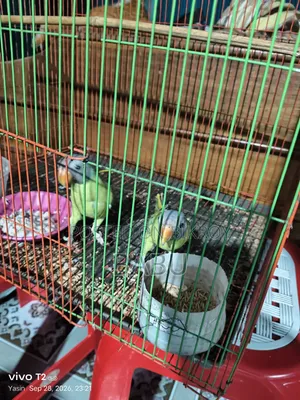 ১ জোরা টিয়া পাখি