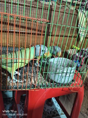 ১ জোরা টিয়া পাখি