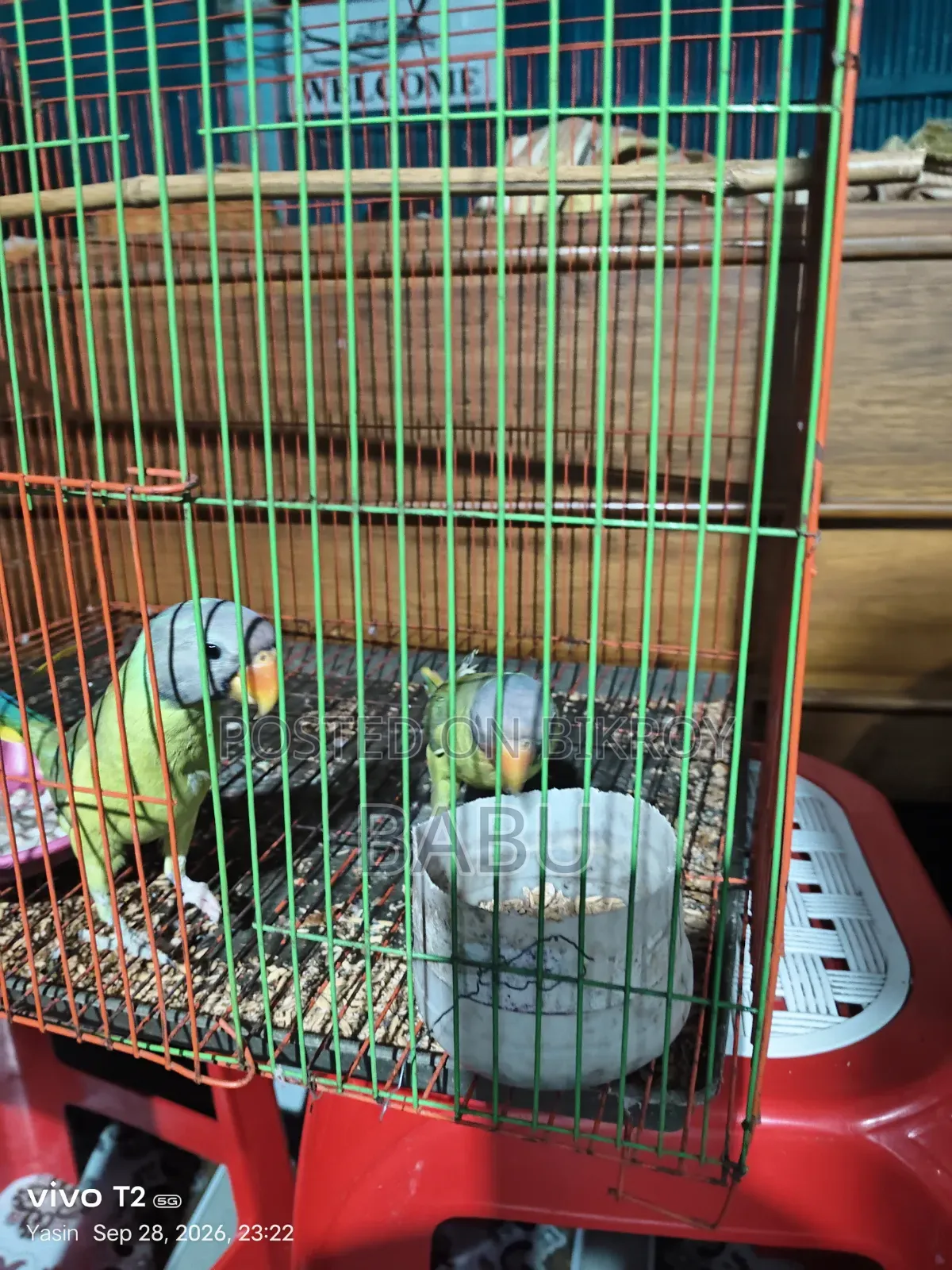 ১ জোরা টিয়া পাখি