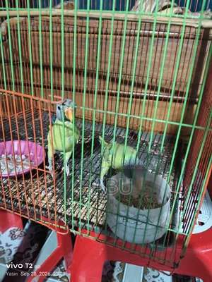 ১ জোরা টিয়া পাখি