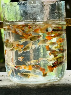 Colorful Guppy Fish for Sale - Beautiful Colors and Attractive Fish