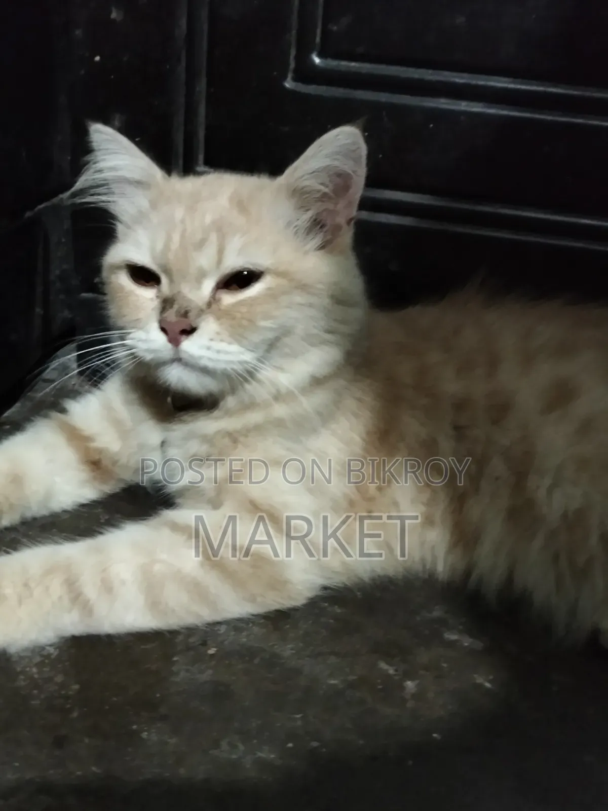 6-12 months Male Purebred Persian