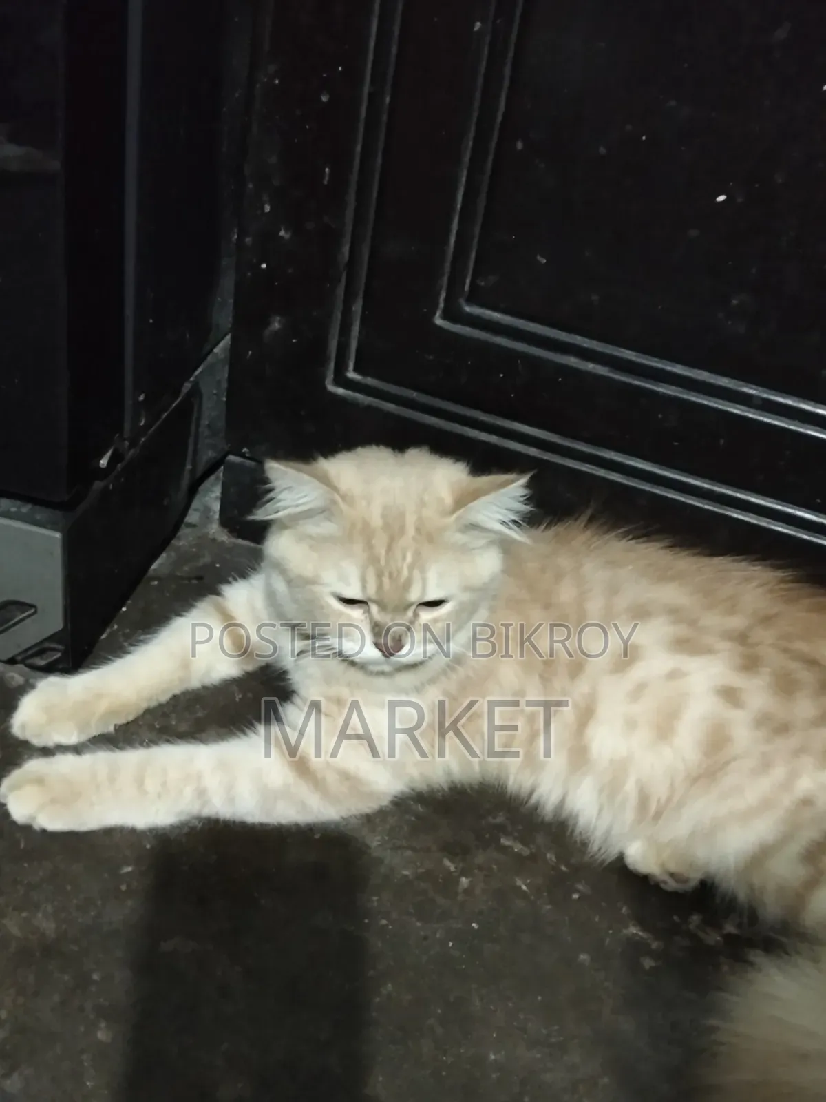 6-12 months Male Purebred Persian