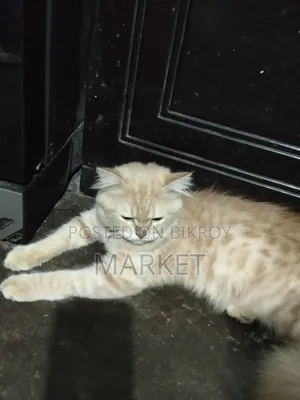 6-12 months Male Purebred Persian