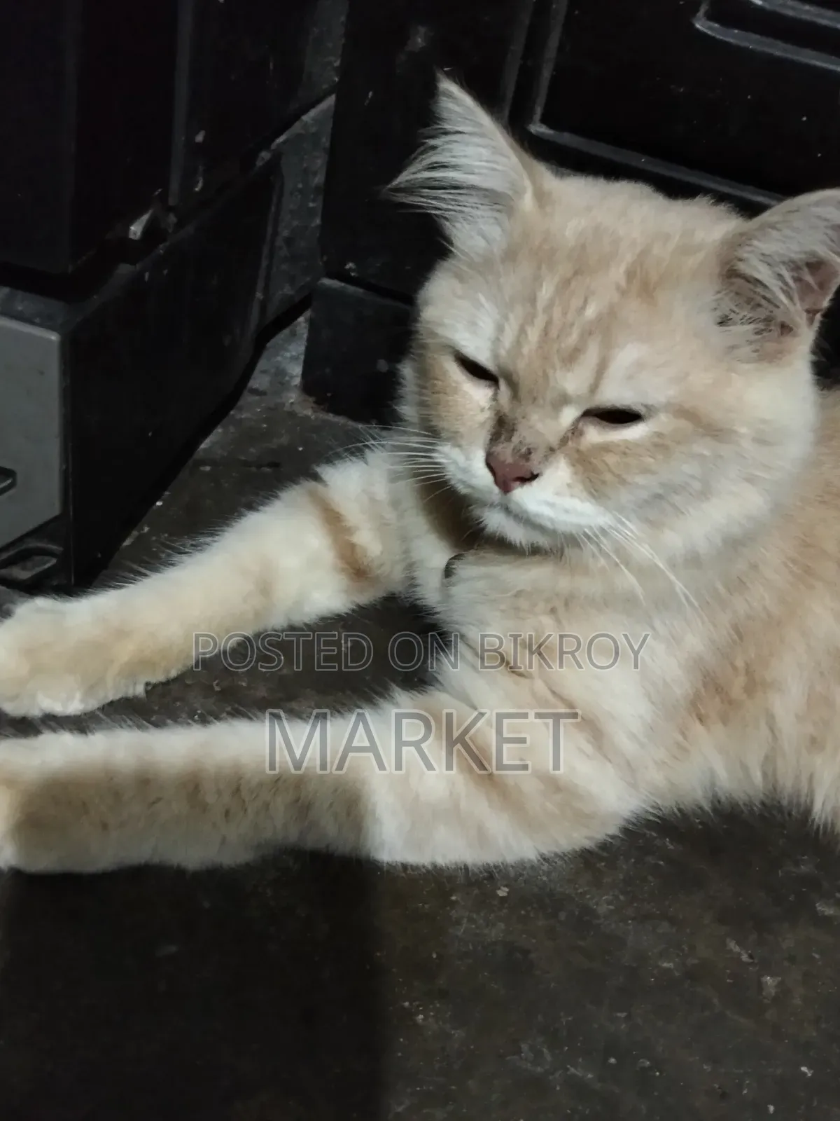 6-12 months Male Purebred Persian