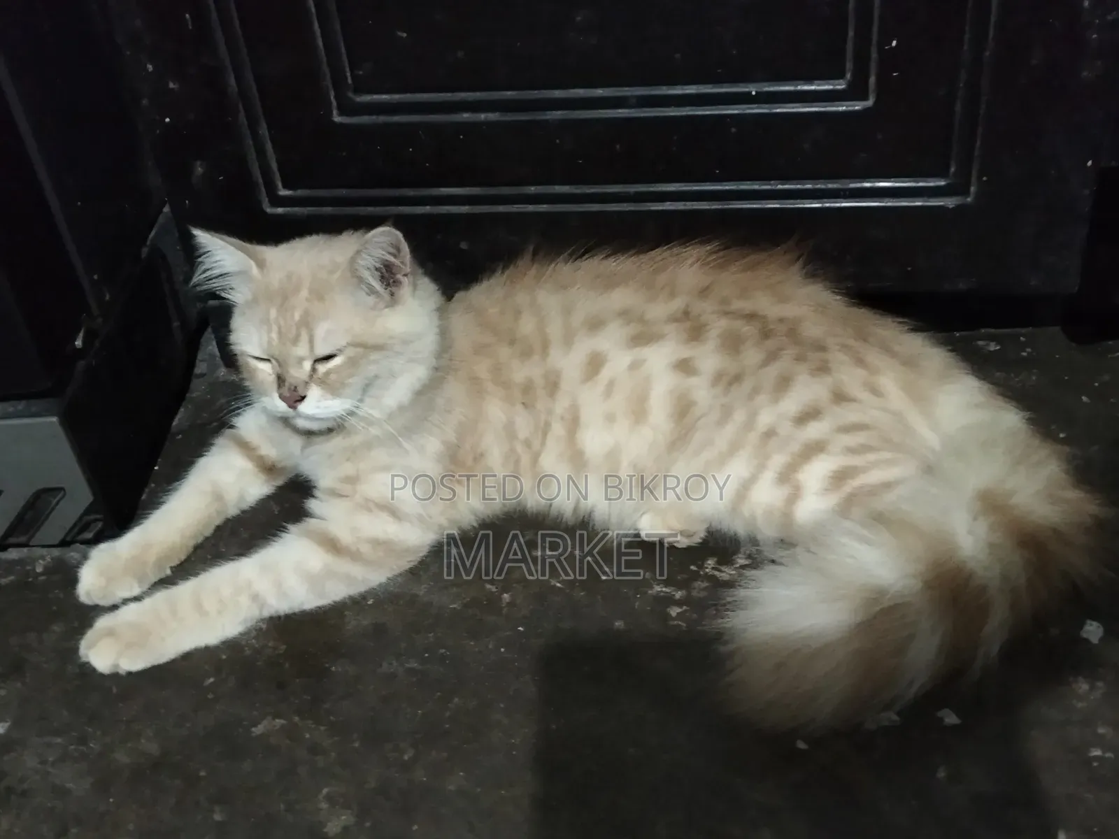 6-12 months Male Purebred Persian
