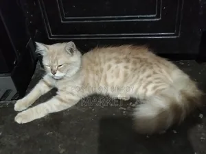 6-12 months Male Purebred Persian