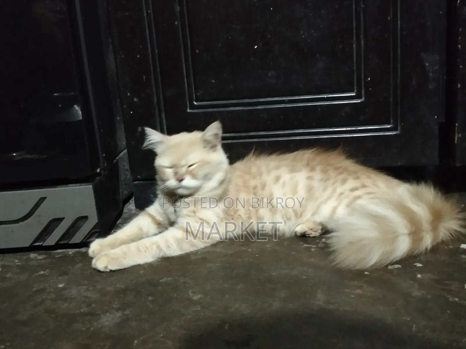 6-12 months Male Purebred Persian