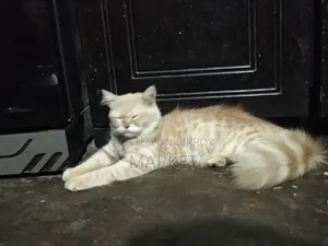 6-12 months Male Purebred Persian
