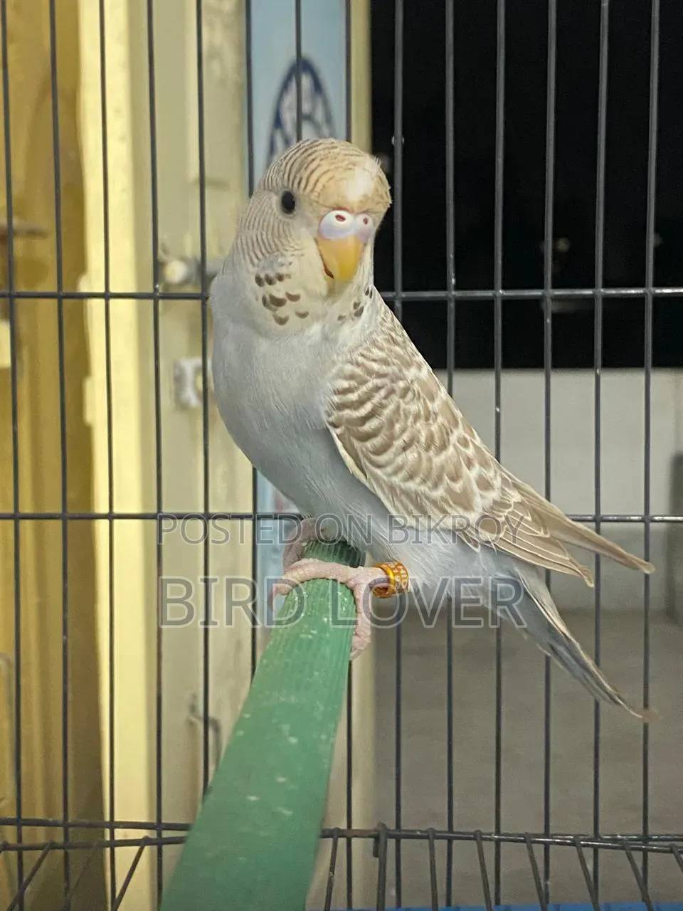 English Budgerigar Female Baby