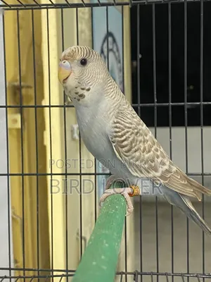 English Budgerigar Female Baby