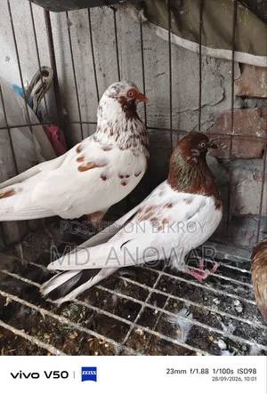Different breeds of pigeons