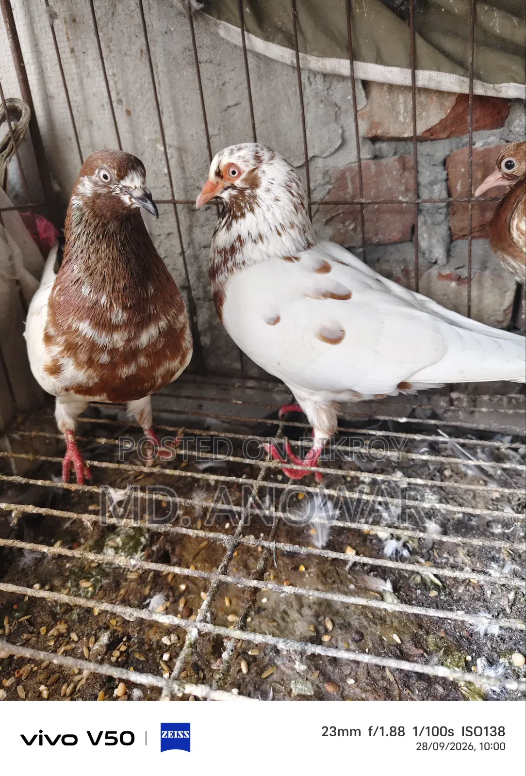 Different breeds of pigeons