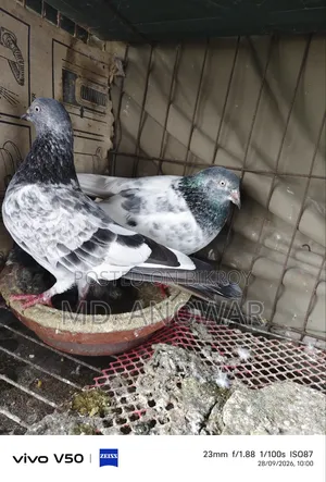Different breeds of pigeons