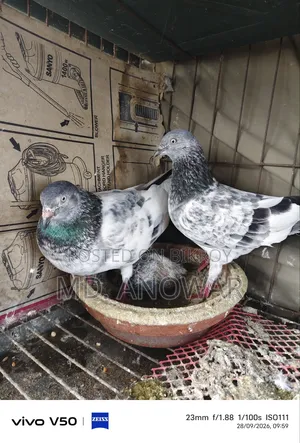Different breeds of pigeons