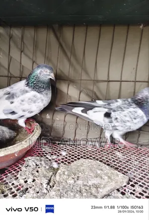 Different breeds of pigeons