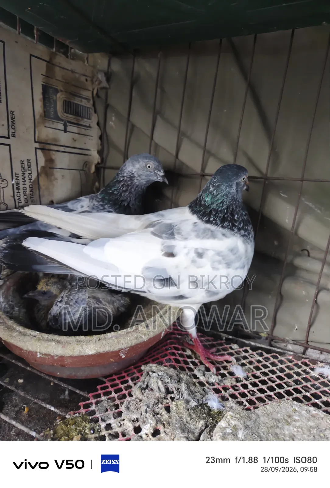 Different breeds of pigeons