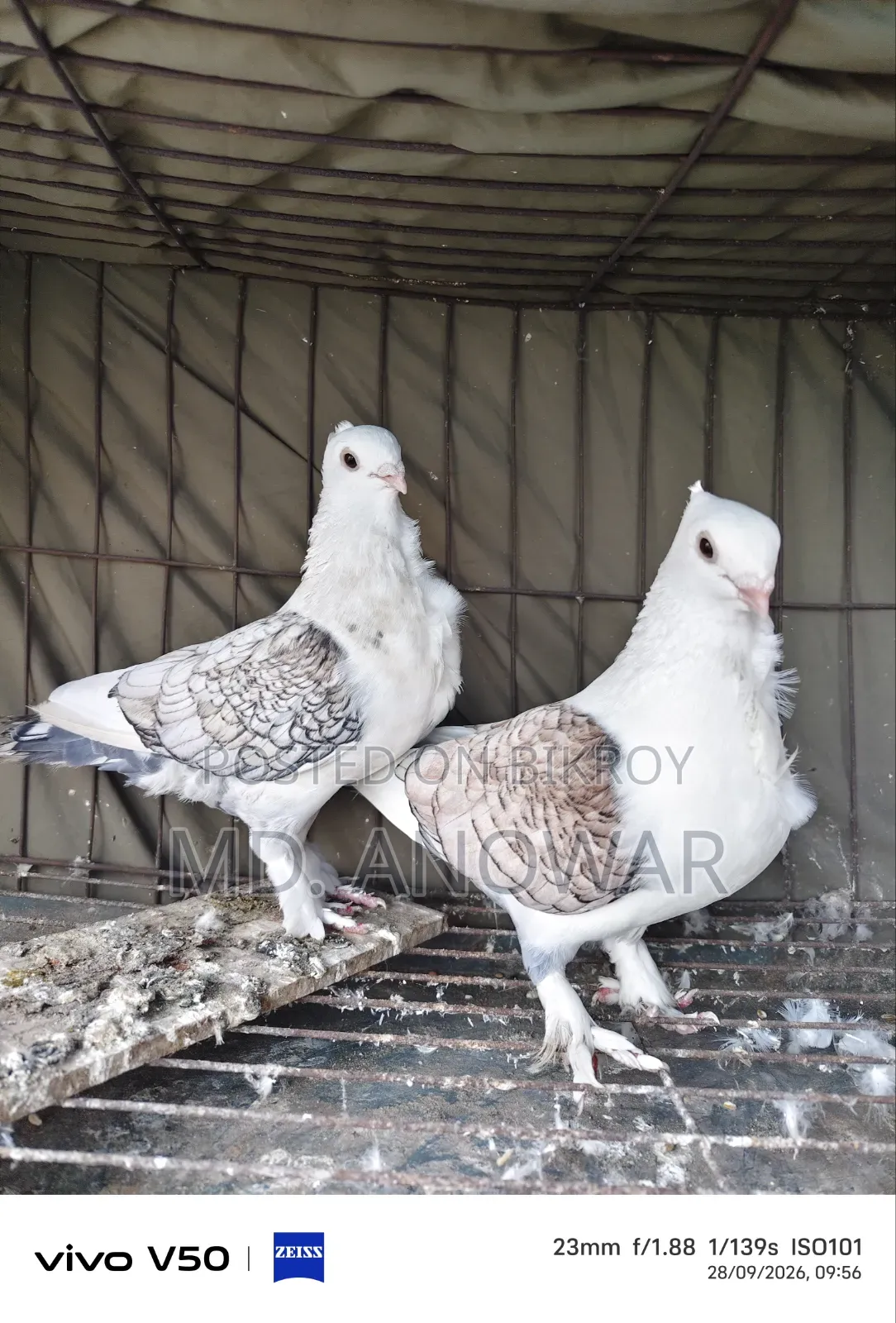 Different breeds of pigeons