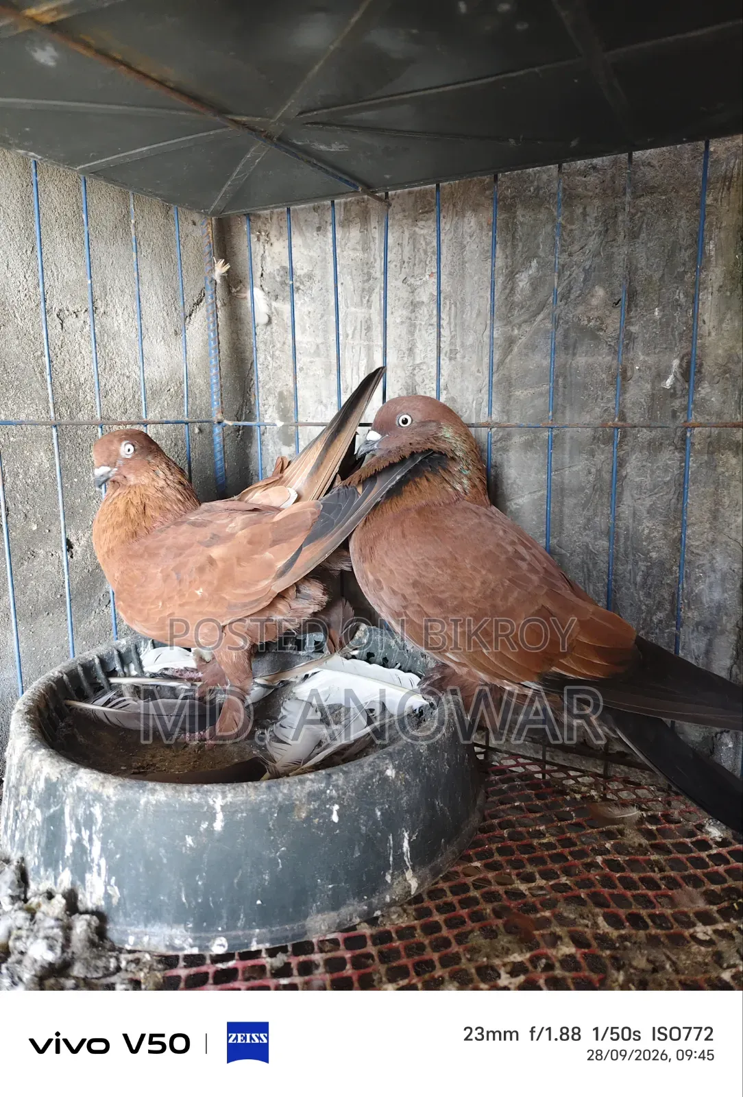 Different breeds of pigeons