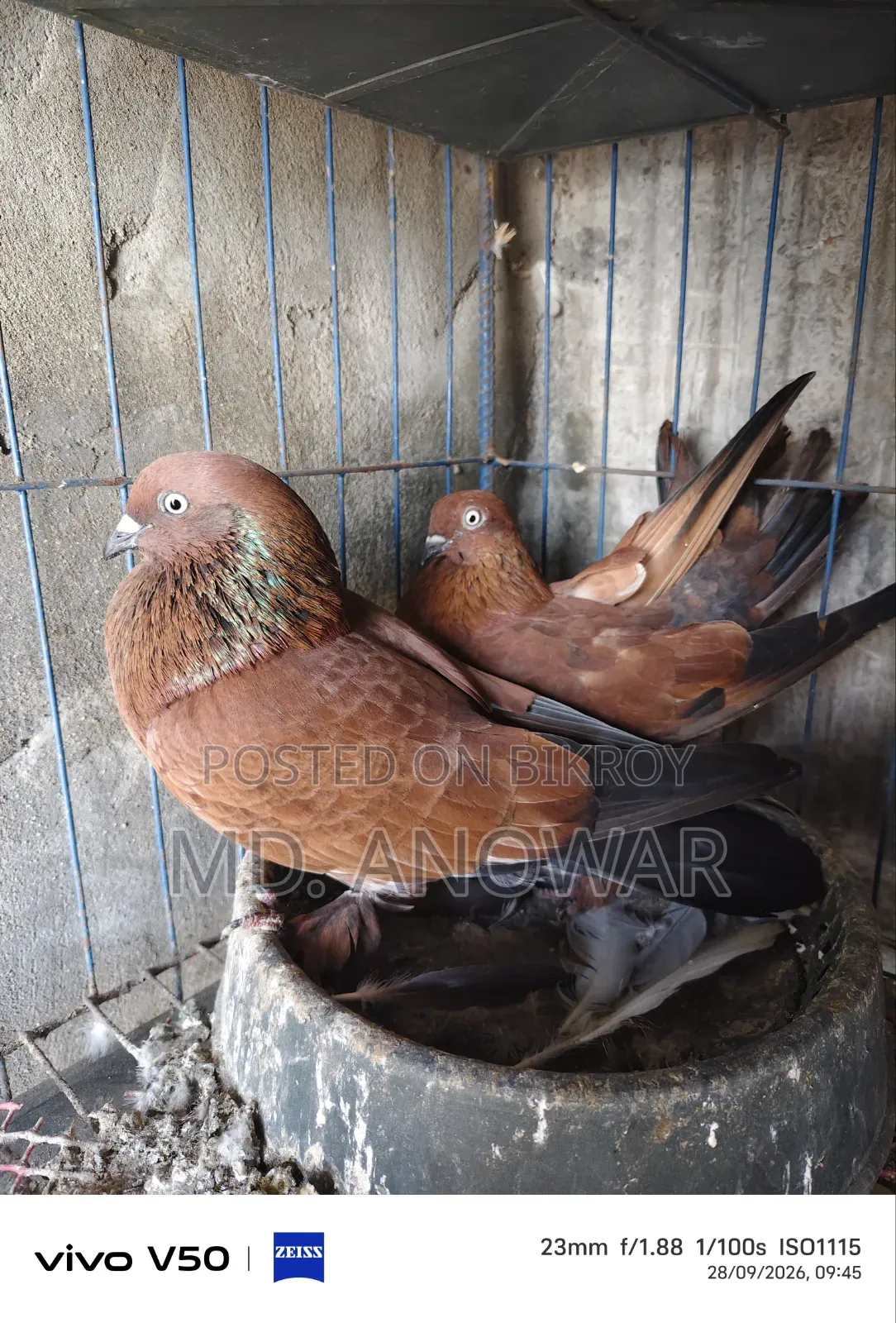 Different breeds of pigeons