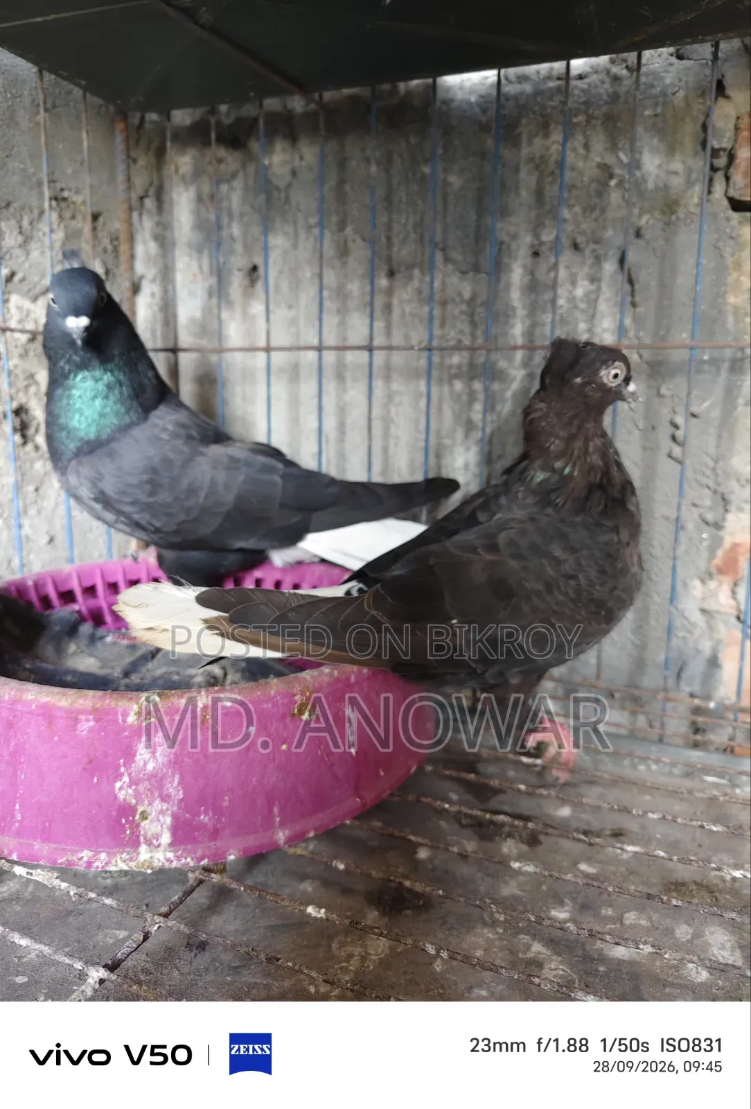 Different breeds of pigeons