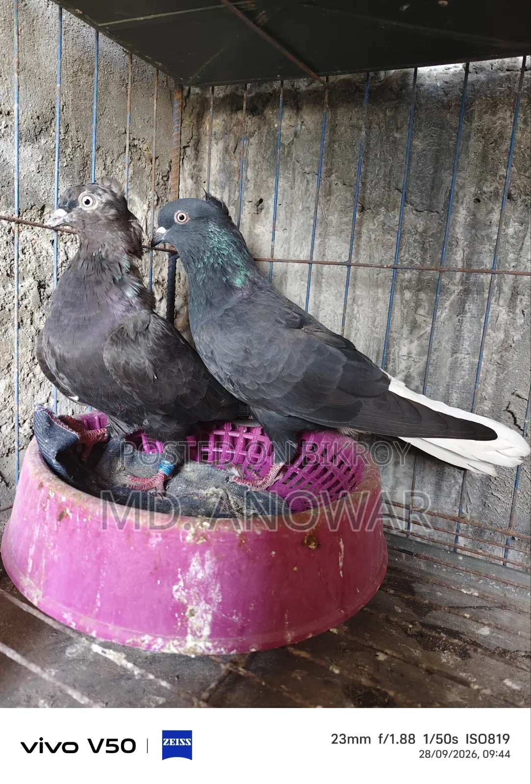 Different breeds of pigeons