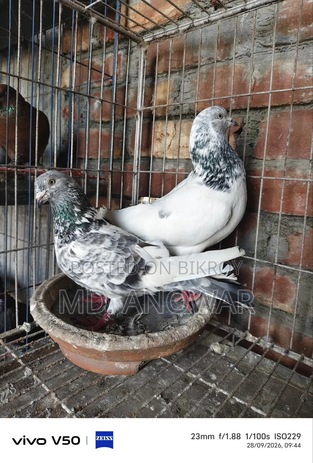 Different breeds of pigeons